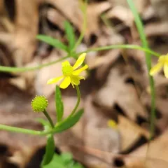 Prairie Buttercup thumbnail 3