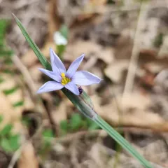 prairie blue-eyed grass thumbnail 4