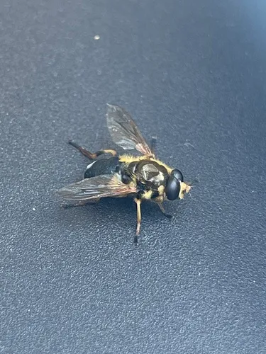 Yellow-legged Wood Fly