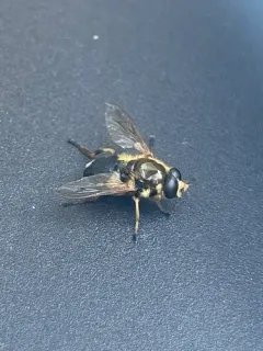 Yellow-legged Wood Fly thumbnail 1