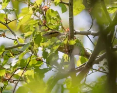 Worm-eating Warbler thumbnail 3