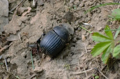 Small Black Dung Beetle