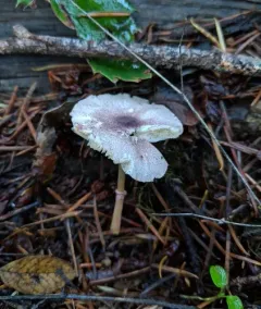 Leucoagaricus roseilividus thumbnail 4