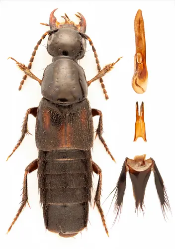 Philonthus sanguinolentus