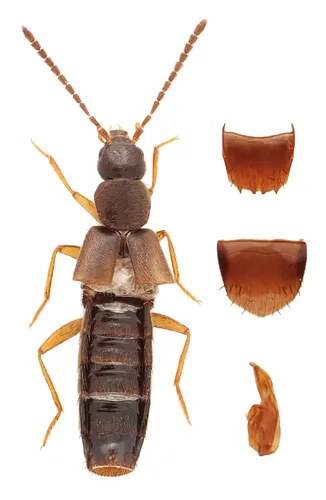 Variable Minute Rove Beetle