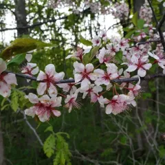 Canada plum thumbnail 2