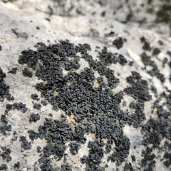 Confused Limestone Lichen thumbnail 4