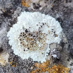Lecanora valesiaca thumbnail 4