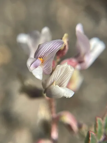 Transparent Milkvetch