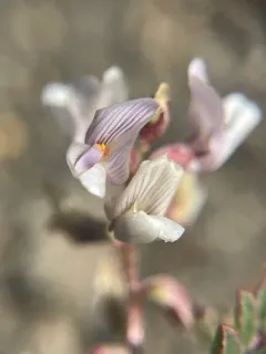 Transparent Milkvetch thumbnail 1