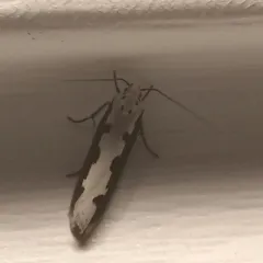 Viper's Bugloss Moth thumbnail 3