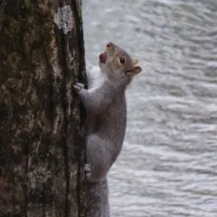 Eastern Gray Squirrel thumbnail 3