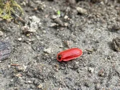 Matheteus theveneti thumbnail 2