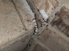 Variable Big-headed Ant thumbnail 4