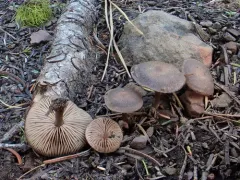 Entoloma edulis thumbnail 4