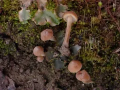 Naucoria amarescens thumbnail 1