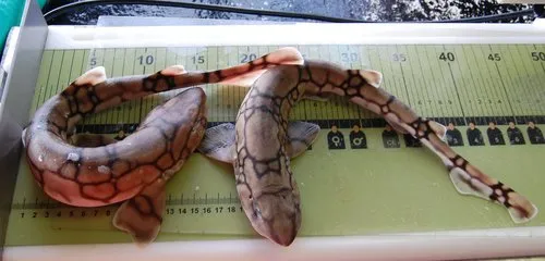 Chain Catshark