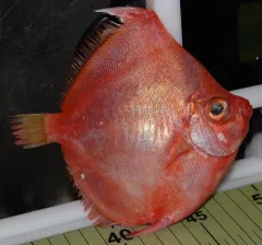 Robust Deepsea Boarfish thumbnail 2