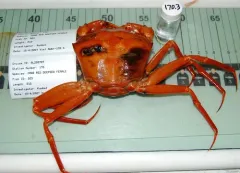 Red Deepsea Crab thumbnail 2
