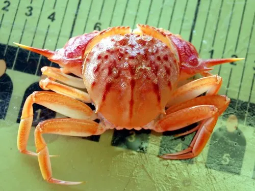 Gladiator Box Crab