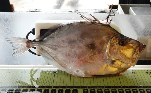 John Dory