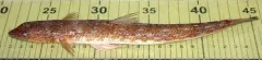 Inshore Lizardfish thumbnail 4