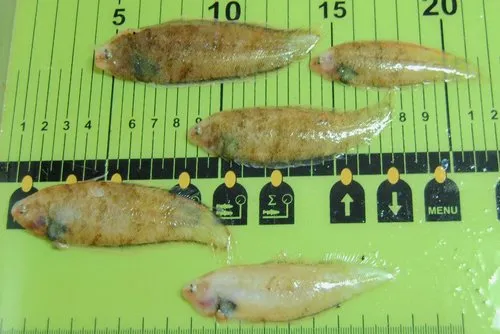 Northern Tonguefish