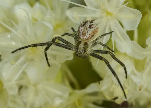 Mecaphesa lepida