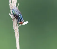Secondary Screwworm Fly thumbnail 3