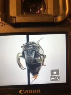 Colletes productus thumbnail 4