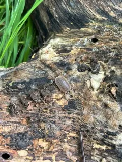 Giant Canyon Woodlouse thumbnail 4