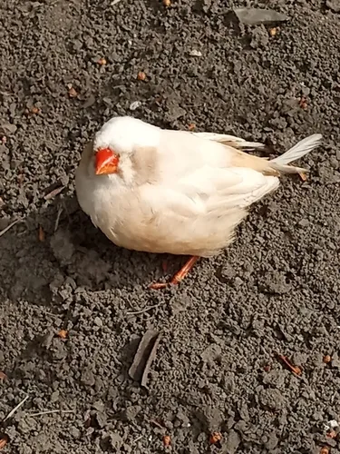 Zebra Finch