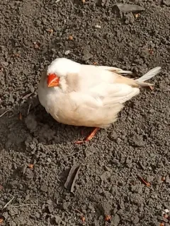 Zebra Finch thumbnail 1