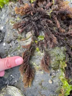 Neorhodomela aculeata thumbnail 3