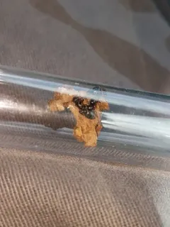 Small-lined Acrobat Ant thumbnail 3