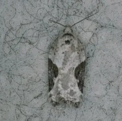 Forbes' Acleris Moth thumbnail 3