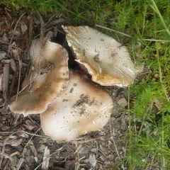 Wine-cap Stropharia thumbnail 3