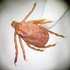 Winter tick thumbnail 3