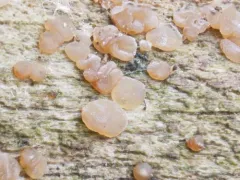 Dacrymyces minor thumbnail 1
