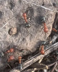 Isabelline Mound Ant thumbnail 3