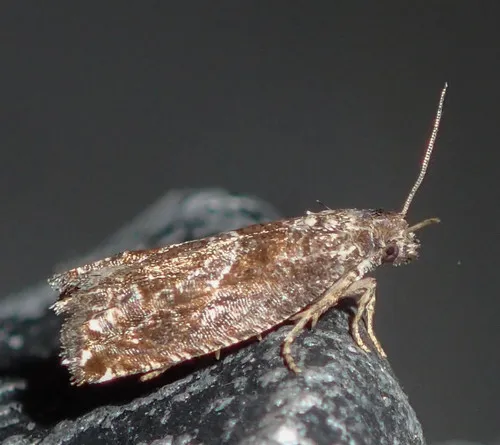Canadian Sonia Moth