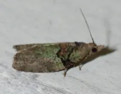 Raspberry Leafroller Moth thumbnail 1