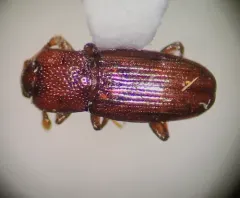 Cerylon castaneum thumbnail 2