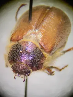 Phyllophaga tristis thumbnail 4