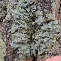 rough speckled shield lichen thumbnail 4