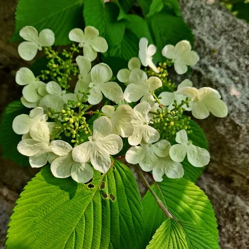 Japanese snowball