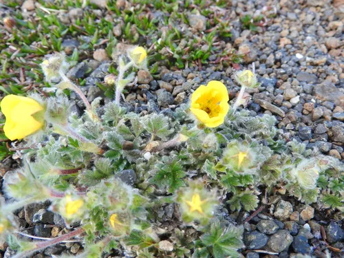 Vahl's Cinquefoil