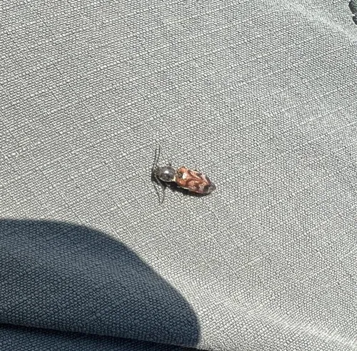 Three-spotted Click Beetle