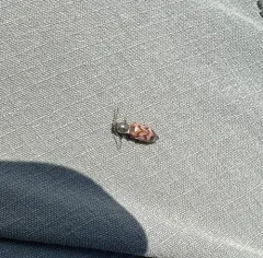 Three-spotted Click Beetle thumbnail 1