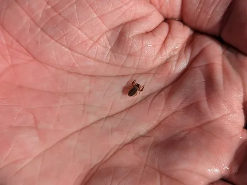 Anchigarypus californicus